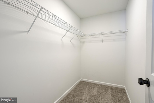 walk in closet featuring carpet flooring