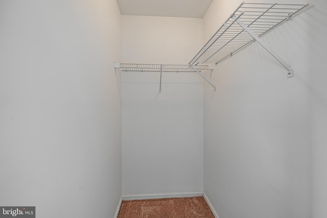 walk in closet with carpet flooring