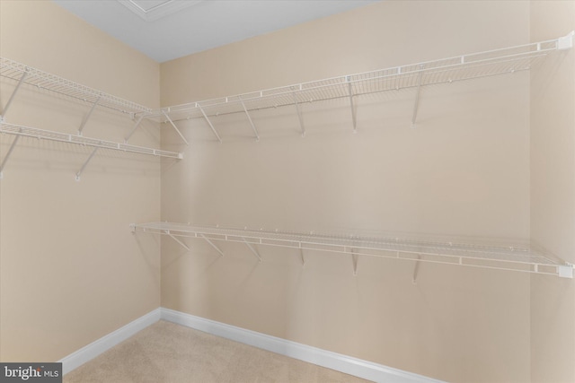 walk in closet with carpet flooring