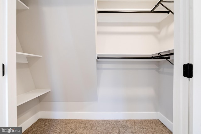 walk in closet featuring carpet flooring