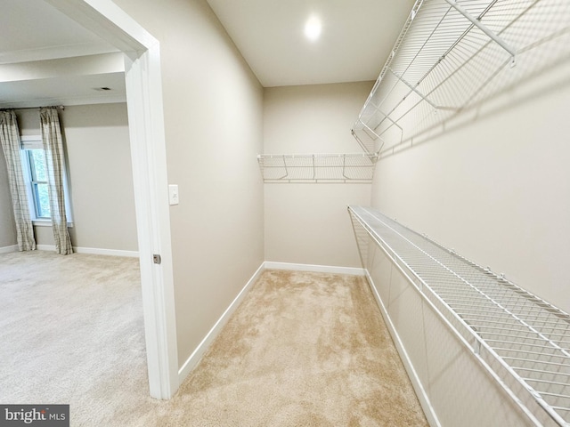 walk in closet featuring light carpet