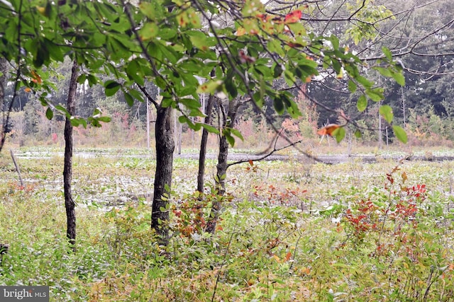 view of nature