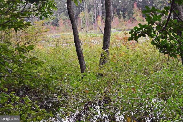 view of local wilderness