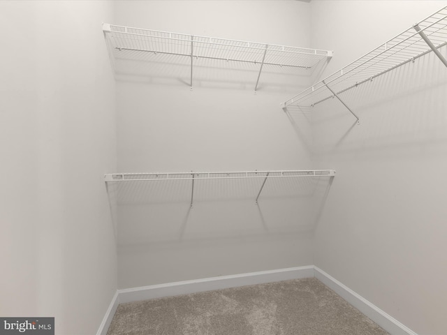 walk in closet with carpet flooring