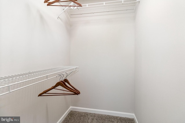 spacious closet with carpet floors