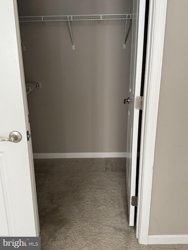 spacious closet featuring carpet floors