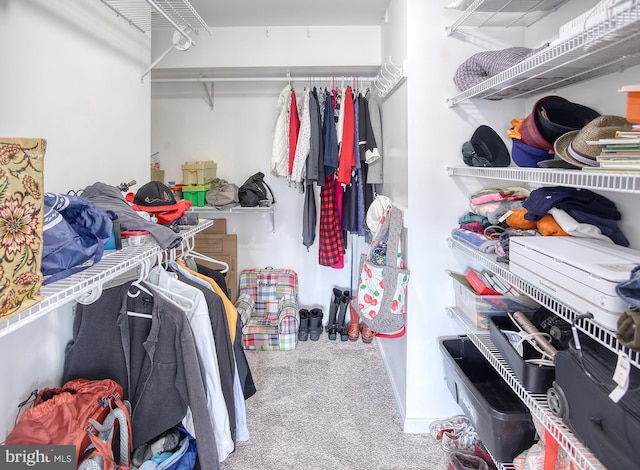 walk in closet featuring carpet flooring