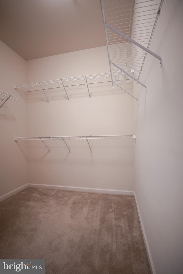 walk in closet featuring carpet floors