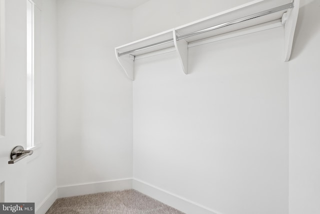 walk in closet featuring carpet floors