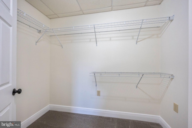 walk in closet featuring carpet floors and a drop ceiling