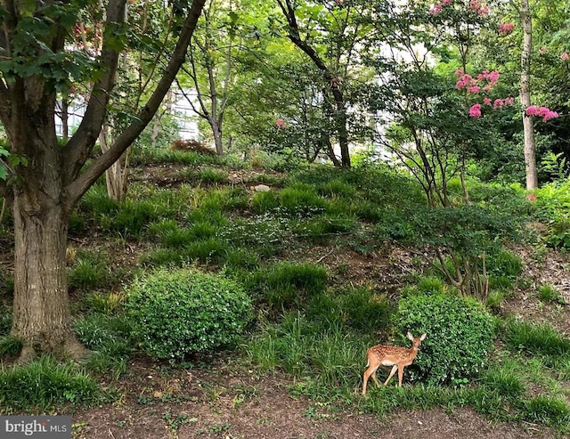 view of local wilderness