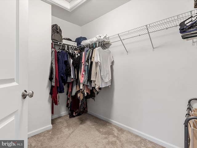 spacious closet featuring carpet