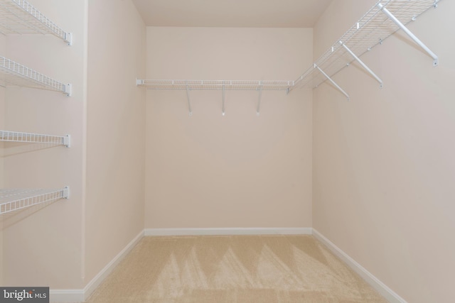 spacious closet featuring carpet flooring