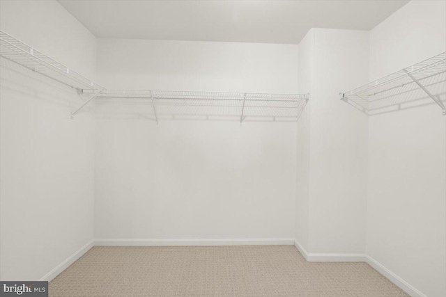 spacious closet featuring carpet flooring