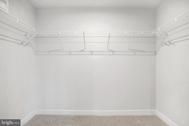 walk in closet featuring carpet