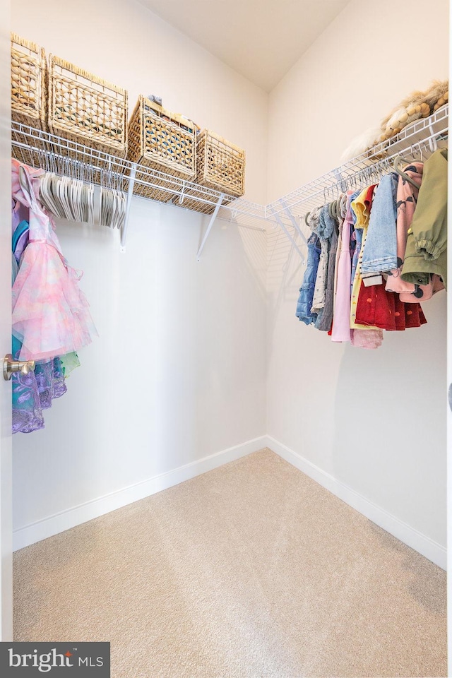 walk in closet featuring carpet flooring