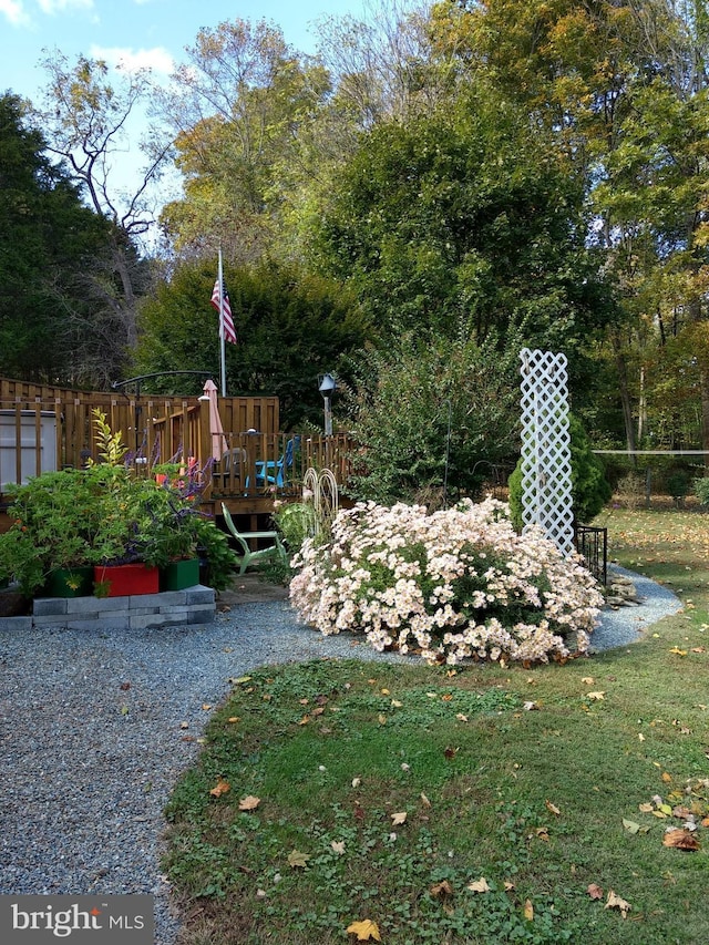 view of yard featuring a deck