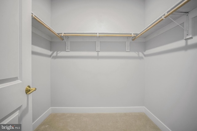 walk in closet with carpet flooring