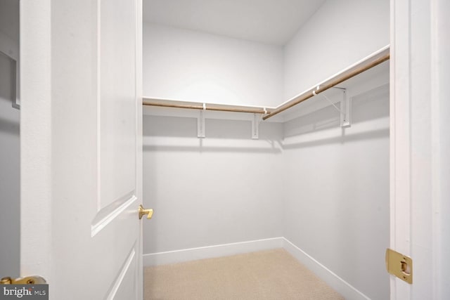 spacious closet featuring carpet floors