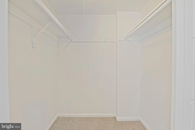 walk in closet featuring carpet