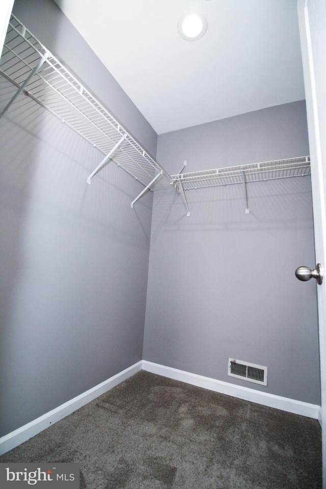 walk in closet featuring carpet floors