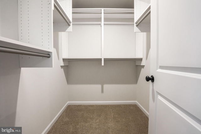 walk in closet with carpet floors