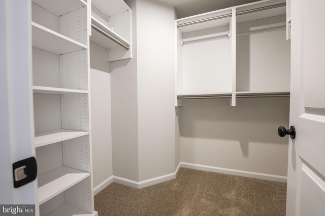 walk in closet featuring carpet