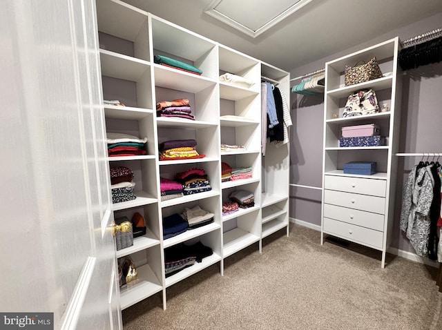 spacious closet featuring carpet floors