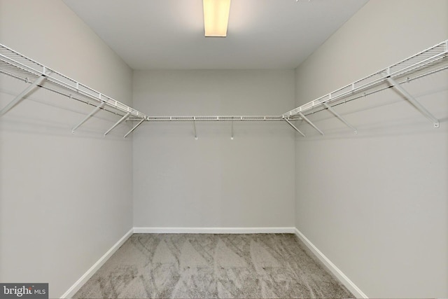 spacious closet featuring carpet floors