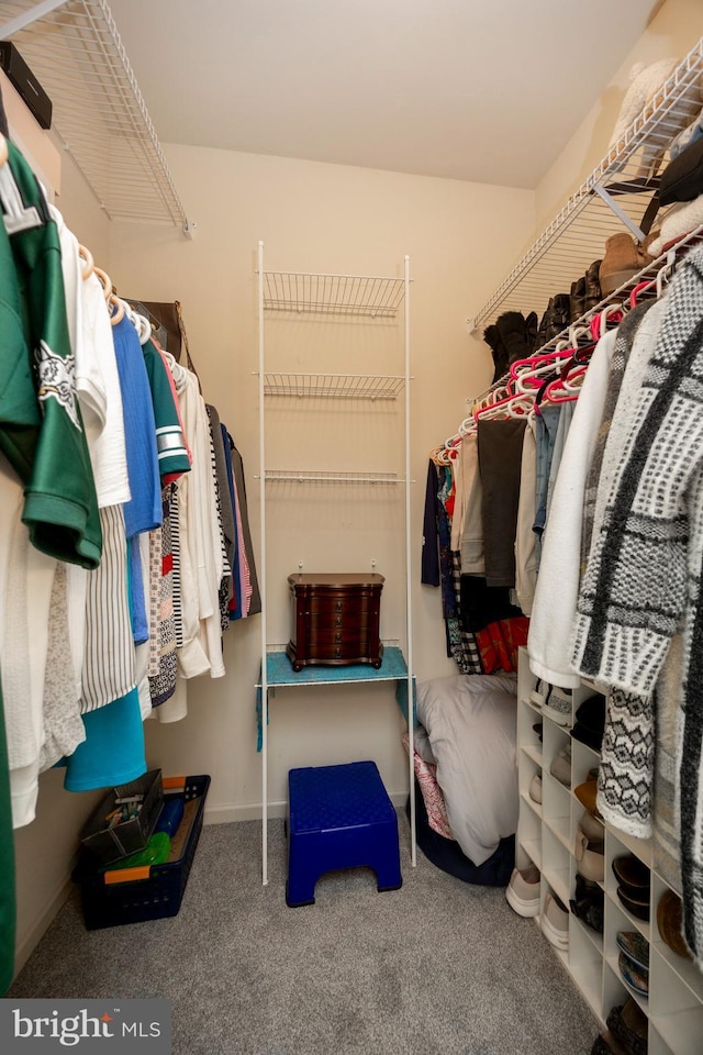 walk in closet with carpet flooring