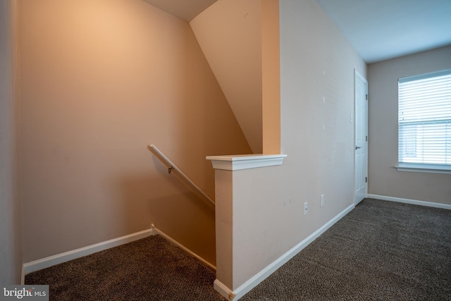 staircase featuring carpet flooring