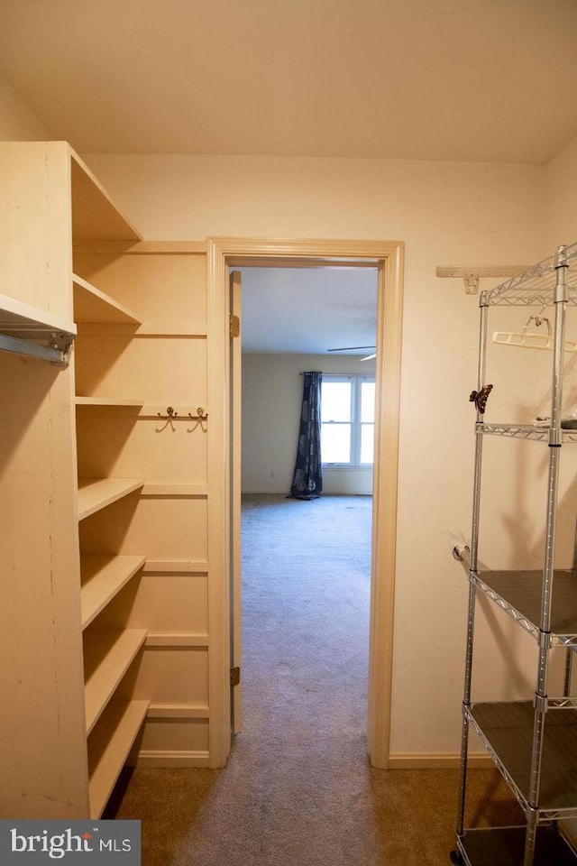 walk in closet featuring dark carpet