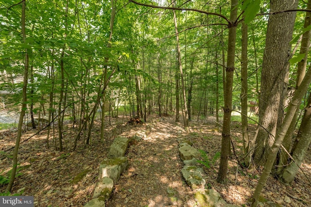 view of tree filled area