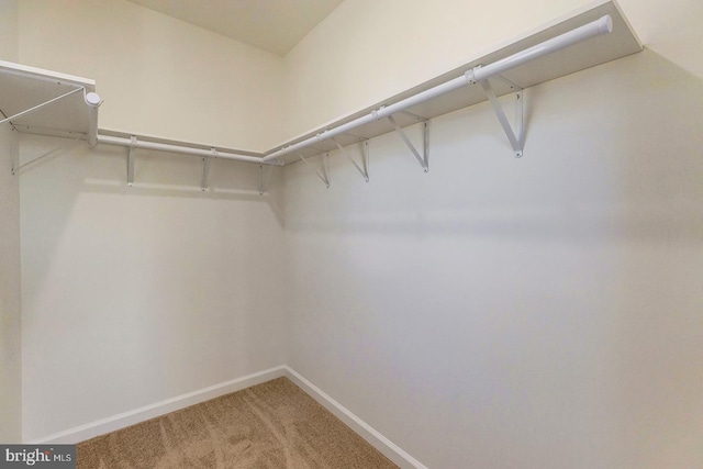 walk in closet with carpet