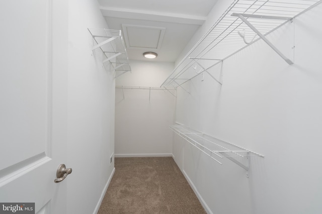 spacious closet featuring carpet flooring