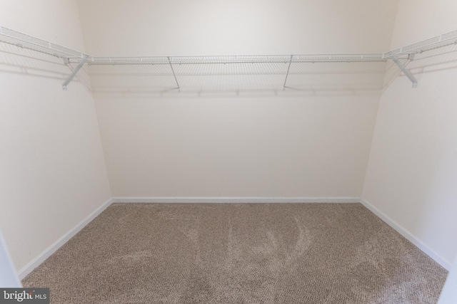 spacious closet with carpet flooring