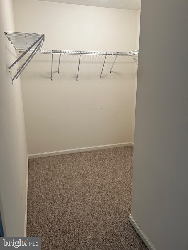 walk in closet with carpet