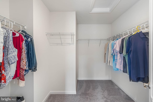 walk in closet featuring carpet floors