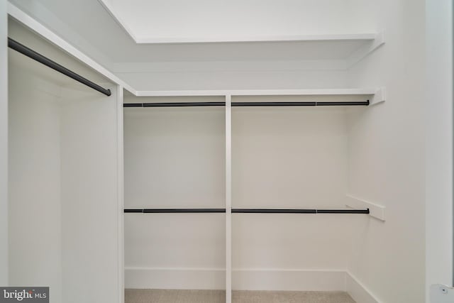 walk in closet with carpet floors