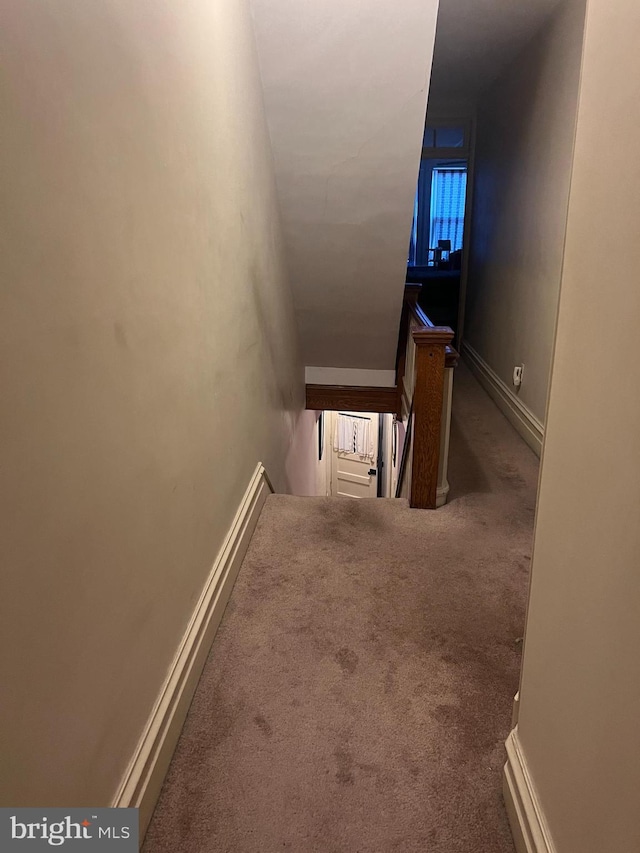 staircase featuring carpet floors