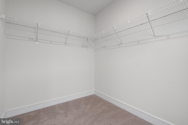 walk in closet featuring carpet flooring