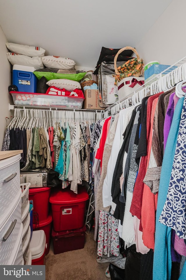 spacious closet featuring carpet floors