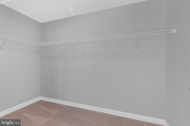 walk in closet featuring carpet flooring