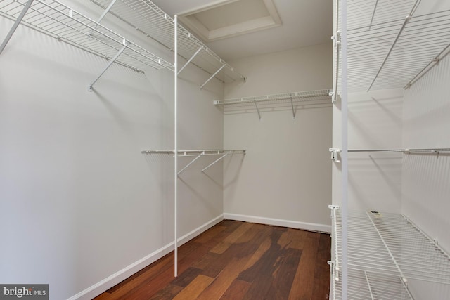 spacious closet featuring dark hardwood / wood-style floors