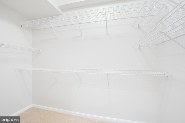 spacious closet featuring carpet floors