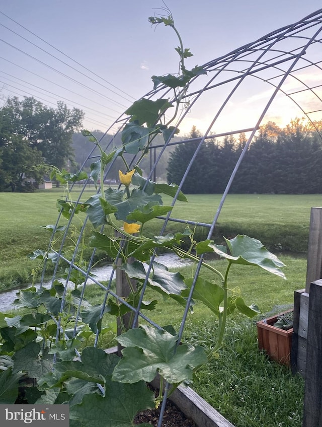 view of yard at dusk