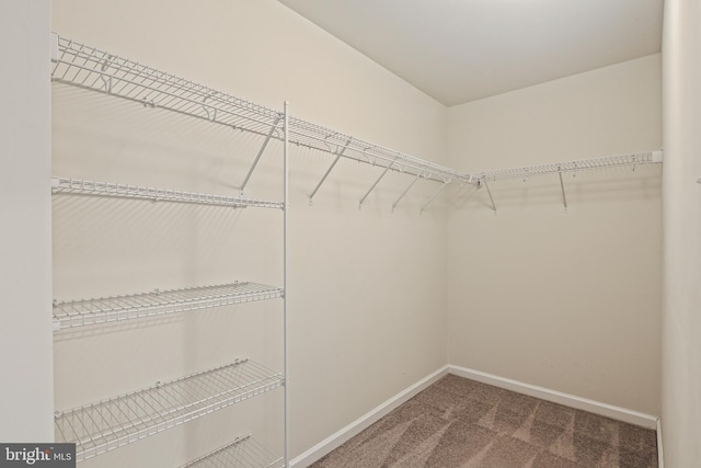 walk in closet featuring carpet