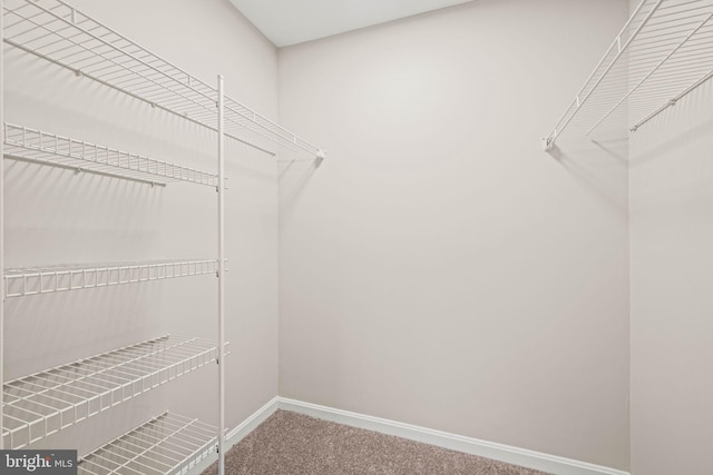 walk in closet featuring carpet floors