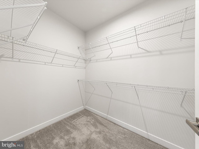 spacious closet with carpet floors