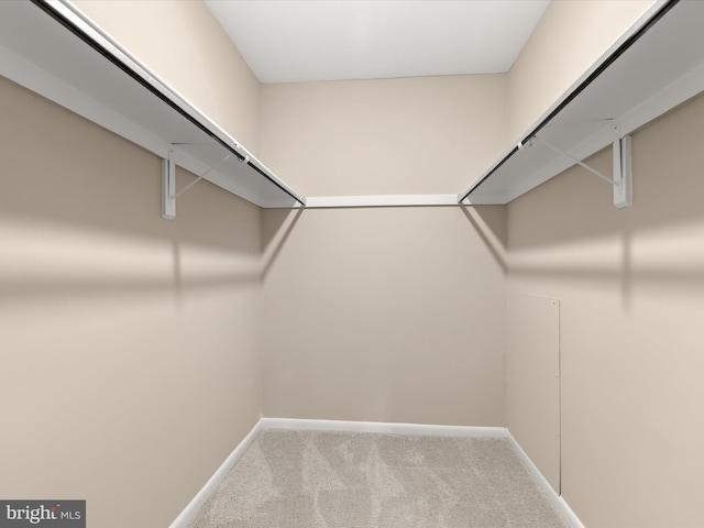 spacious closet featuring carpet